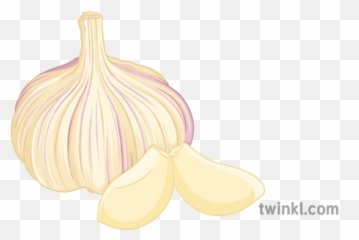 Garlic Illustration - Elephant Garlic Png,Garlic Png