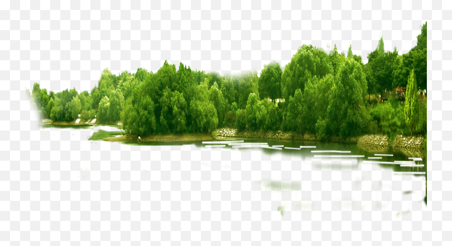 Forest Png Transparent Images - Forest Png,Forest Tree Png