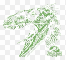 Download Hd Jurassic Park Raptor Mount Womenu0027s T - shirt Canine Tooth png