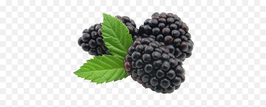 Blackberries Png 3 Image - Mulberry Powder,Blackberries Png