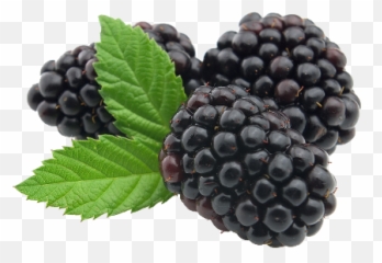 Blackberries Png 3 Image - Mulberry Powder,Blackberries Png