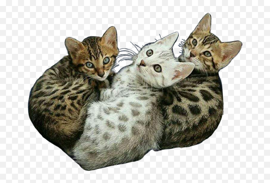 Transparent Cats Kittens Cat Kitten Meow Exotic Animal - Cutest Bengal Kitten Ever Png,Transparent Animals