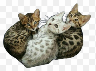 Transparent Cats Kittens Cat Kitten Meow Exotic Animal - Cutest Bengal Kitten Ever Png,Transparent Animals