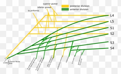 Sacral Plexus Easy Drawing - Sacral Plexus Easy Diagram Png,Plexus Png