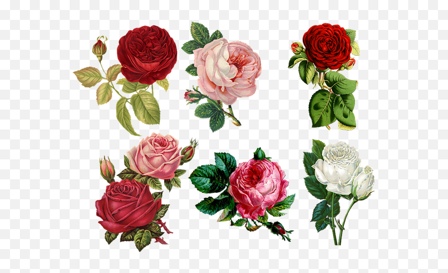 3000 Free Vintage Flowers U0026 Images - Pixabay Redbubble Stickers Rose Png,Transparent Pink Flowers