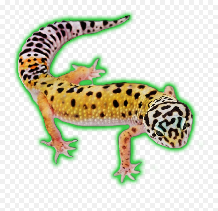 Leopard Gecko - Geckos Png,Leopard Gecko Png