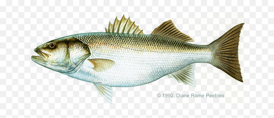 Wheretoseafish - Striped Bass Png,Largemouth Bass Png