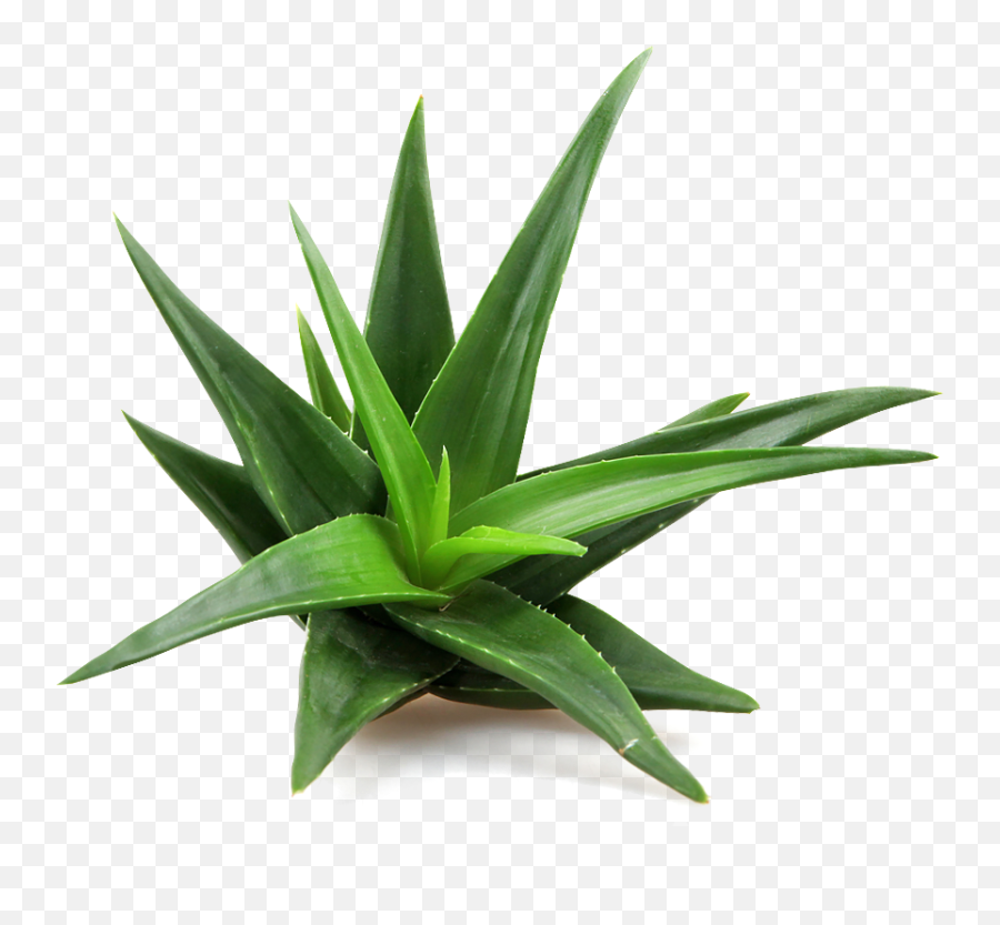 Aloe Infusion - Aloe Vera Png,Aloe Vera Plant Png