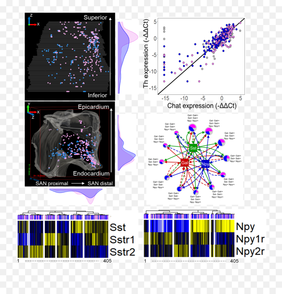 A Spatially - Tracked Single Cell Transcriptomics Map Of Dot Png,Nervous System Icon