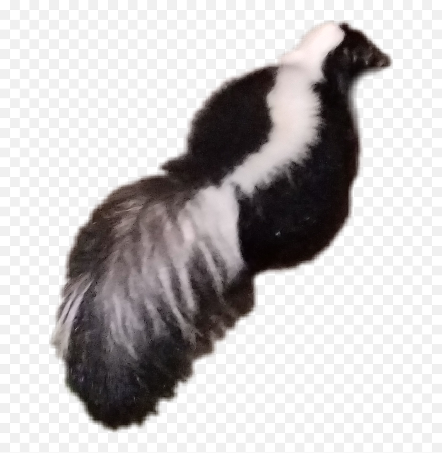 Largest Collection Of Free - Toedit Sigung Stickers Striped Skunk Png,Skunkette Furry Icon