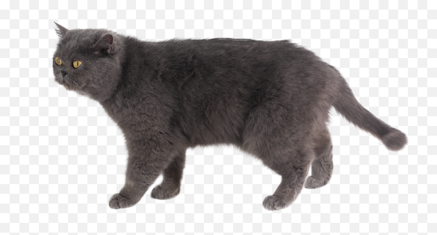 Animals Photo - Black Cat Png,Grumpy Cat Icon
