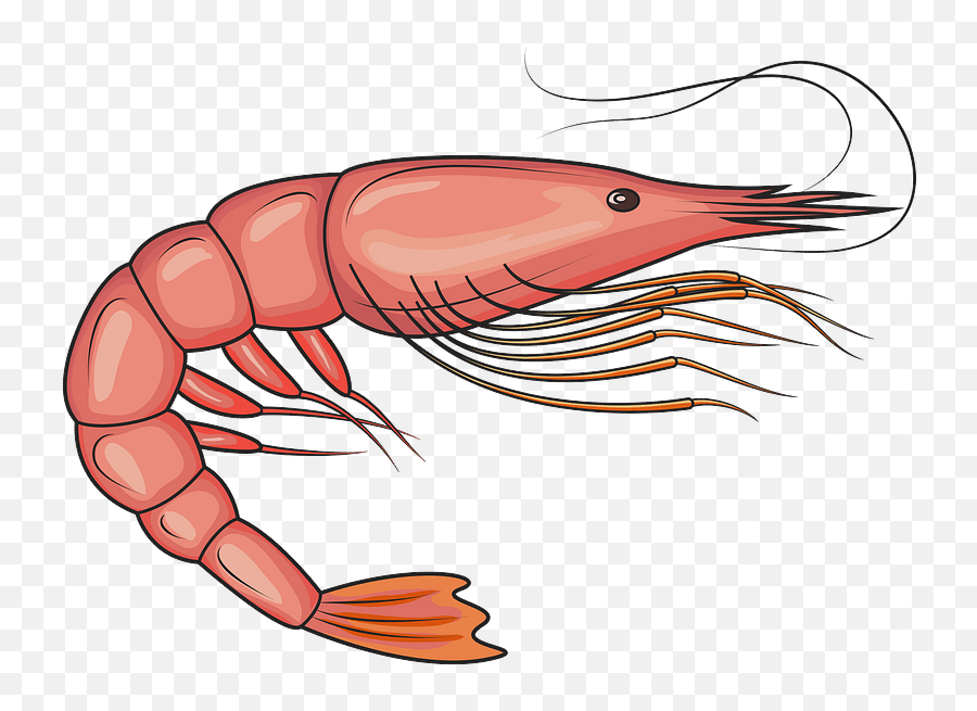 Clipart Picture Of A Shrimp - Imagenes Animadas De Langostinos Png,Shrimp Png