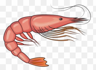 Clipart Picture Of A Shrimp - Imagenes Animadas De Langostinos Png,Shrimp Png