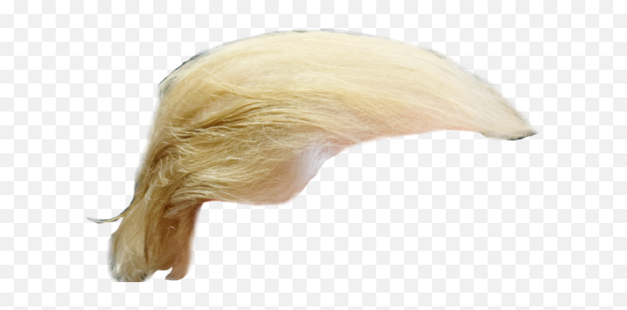 Donald Trump Had Hair Surgery - Donald Trump Wig Png,Donald Trump Hair Png