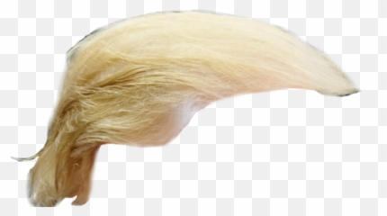 Donald Trump Had Hair Surgery - Wig Png