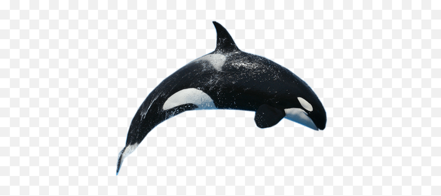 Killer Whale Jump Transparent Png - Killer Whale Transparent Background,Orca Png