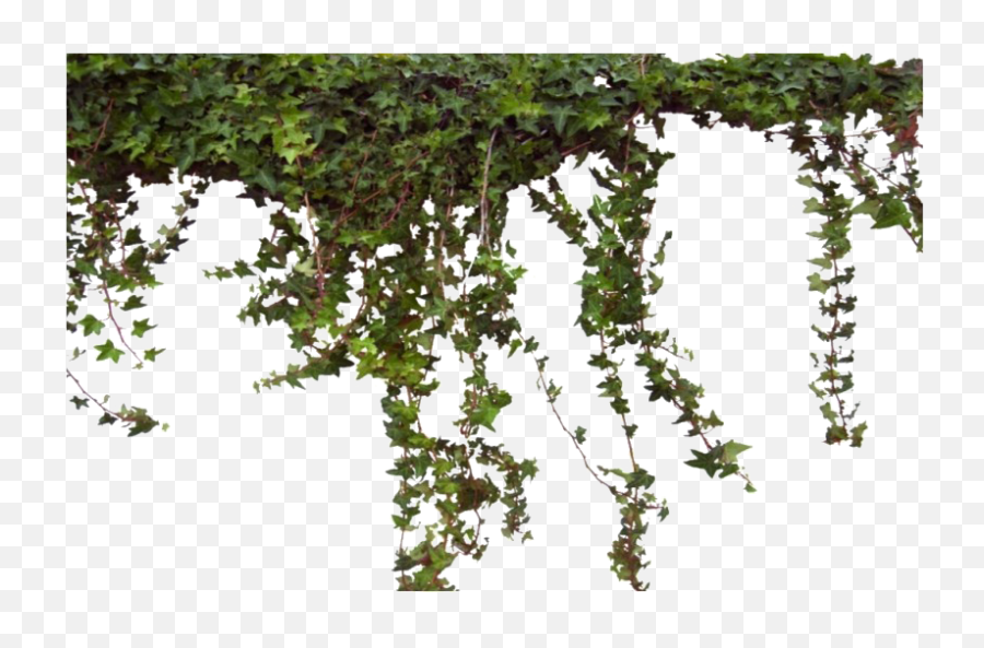 Ivy Vine Png Photos - Vine Ivy Png,Vine Png