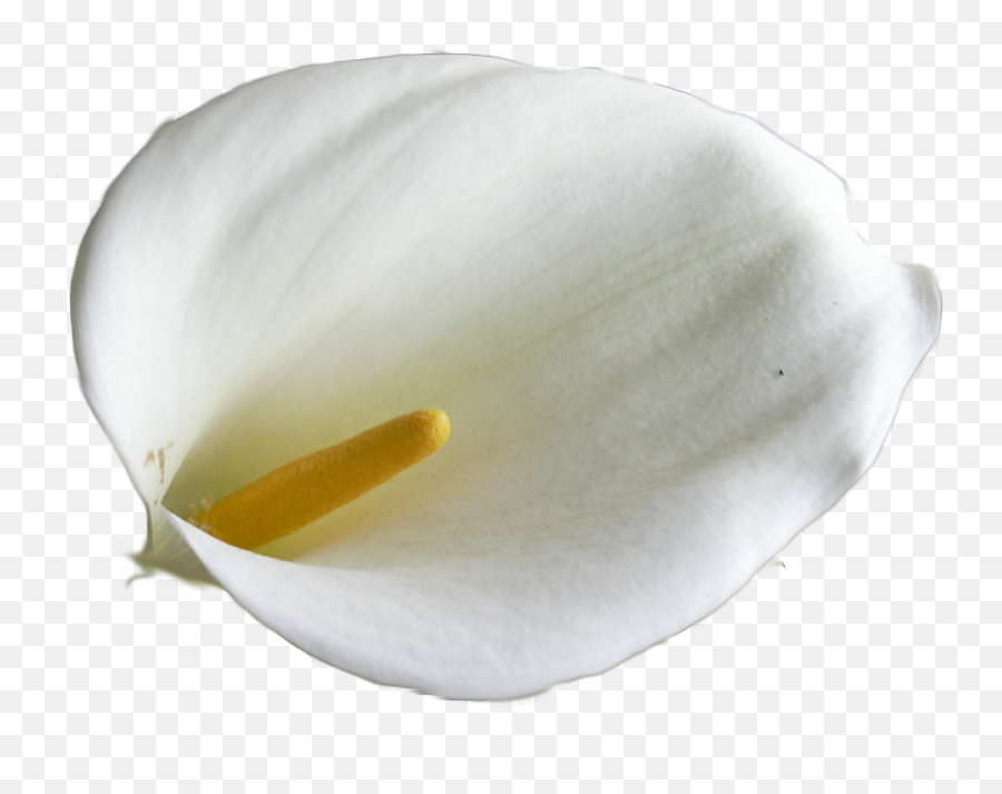 Calla Lily Free Images - Vector Clip Art Giant White Arum Lily Png,Lily Png