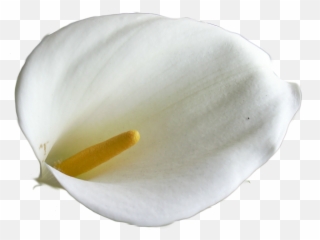 Calla Lily Free Images - Vector Clip Art Giant White Arum Lily Png,Lily Png