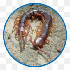 Insect Library - Millipedes Png,Centipede Png