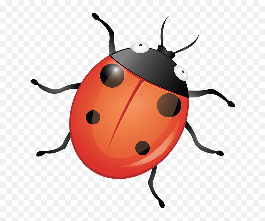 Bug Insect Ladybug - Free Image On Pixabay Insecte Png,Insect Png