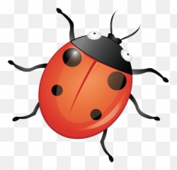 Bug Insect Ladybug - Free image on Pixabay Insecte Png