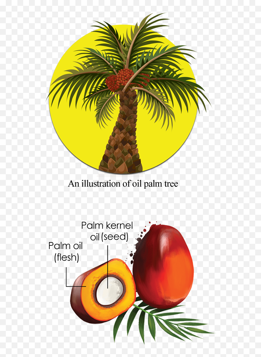 Download Cross Section Of An Oil Palm Fruit - African Oil Single Palm Oil Tree Png,African Tree Png