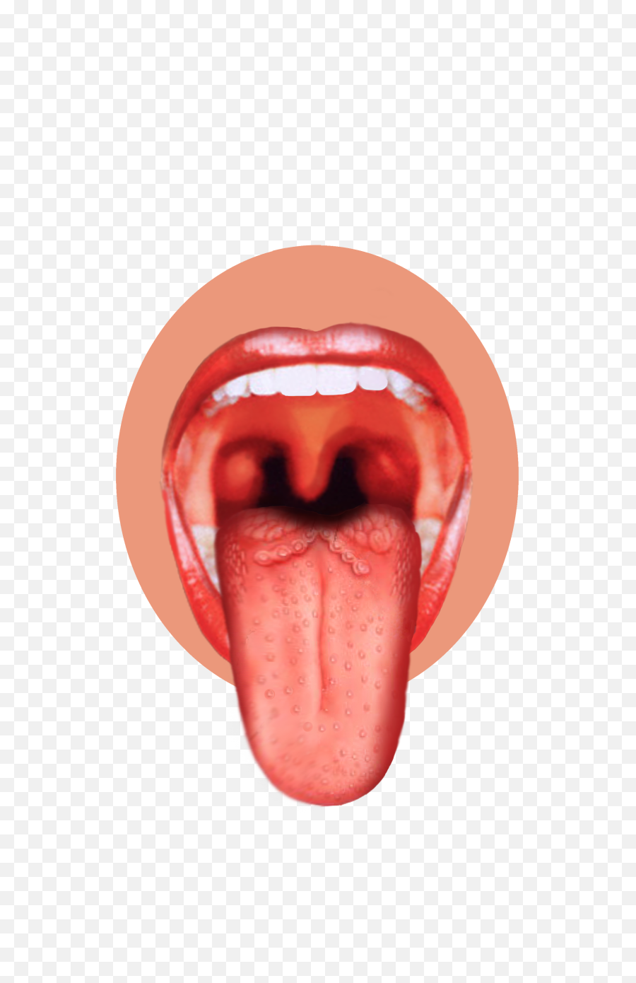 Download Human Tongue Png Image - Tongue With Taste Buds,Tongue Png