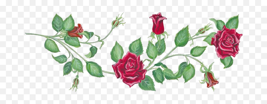 Clip Art Rose Vines Png Image With No - Rose Vine Drawing,Rose Vine Png