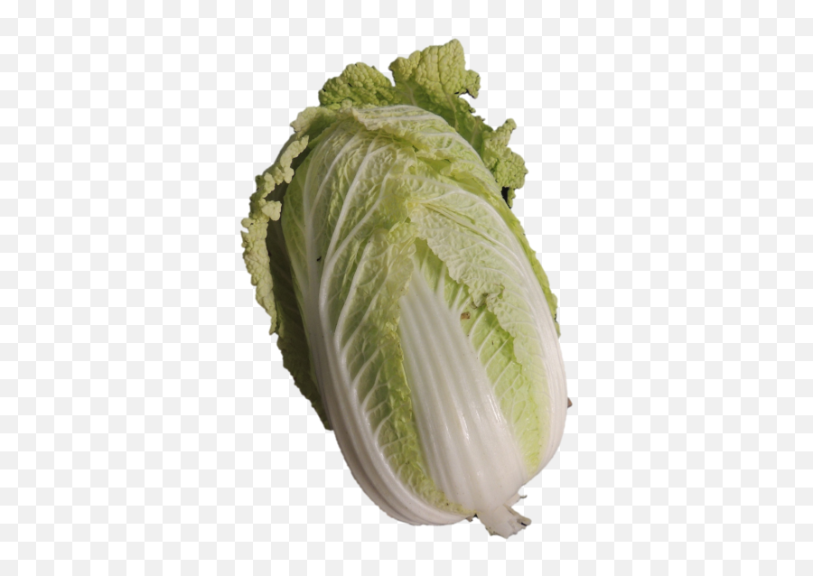 Free Cabbage Transparent Download Clip Art - Romaine Lettuce Png,Cabbage Transparent Background