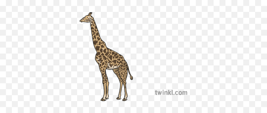 Giraffe 1 Illustration - Twinkl Medidas De Largo Corto Png,Giraffe Png