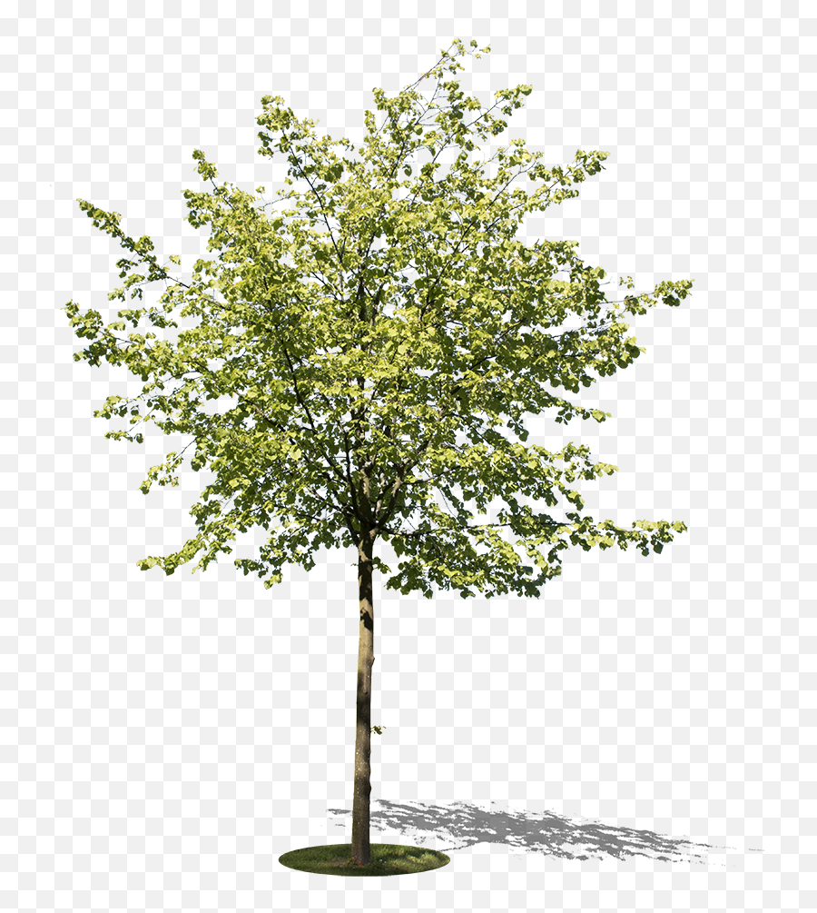 Small Tree I - River Birch Png,Tree Transparent