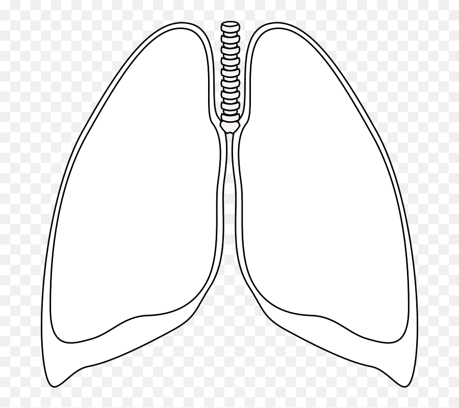 Lungs Clear Bronchia - Lungs Clipart Black And White Png,Lung Png
