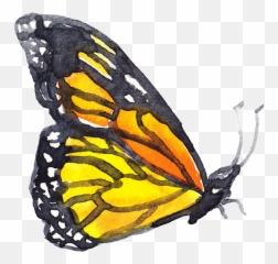 Happiness - Insect Watercolor Png