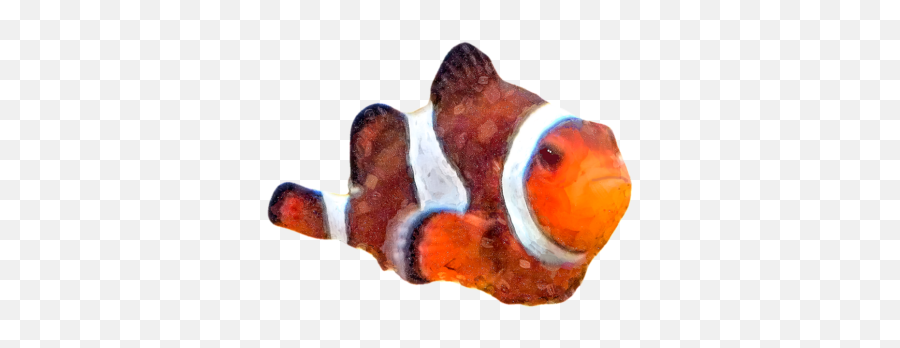 Clown Fish - Ocellaris Clownfish Png,Clownfish Png