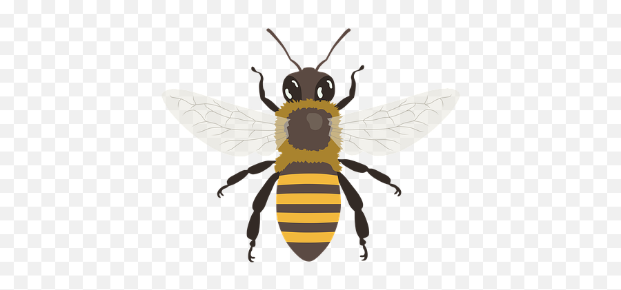 Over 200 Free Bee Vectors - Honey Bee Png,Transparent Bee