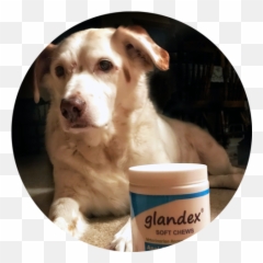 October Barneyu201d Anal Gland Success Ca 2452453 - Png Images Dog Supply,Barney Png