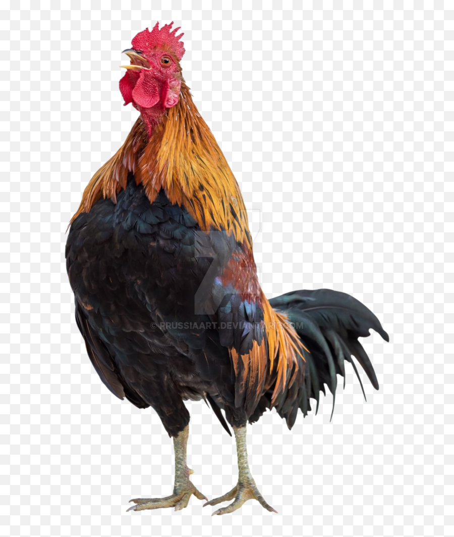 Rooster Png For Free Download - Rooster Png,Rooster Png