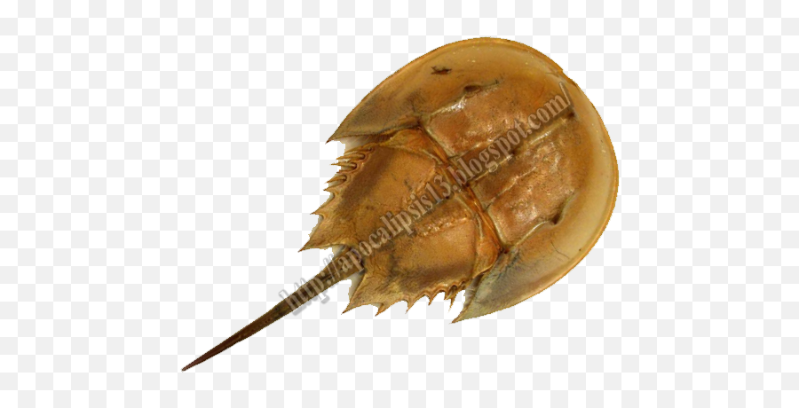El Cangrejos Herradura - Cangrejo Herradura Png Full Size Horseshoe Crab,Herradura Png