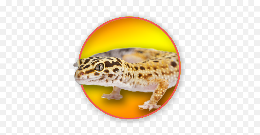 Download Common Leopard Gecko - Leopard Gecko Png,Leopard Gecko Png