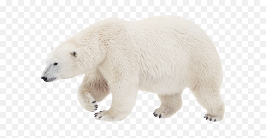 Polar White Bear Png
