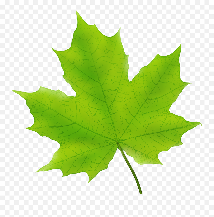Leaf Clipart Free - Green Maple Leaf Clipart Png,Pot Leaf Transparent Background