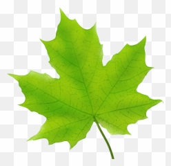 Leaf Clipart Free - Green Maple png