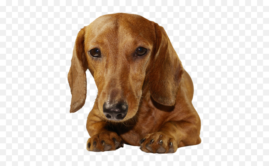 Breed Dogs Png V - Dachshund Png,Dogs Png