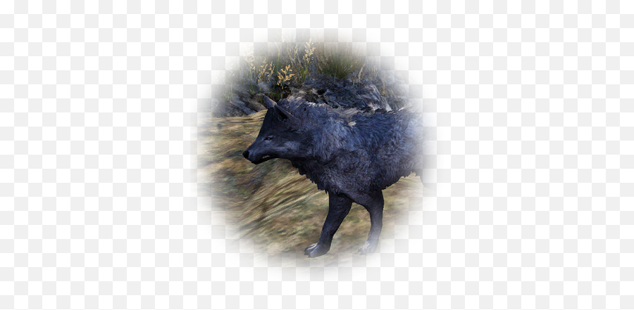 Bdo Gray Highland Wolf Bddatabasenetusnpc21768 - Bdo Furry Wolf Locations Png,Wolves Icon