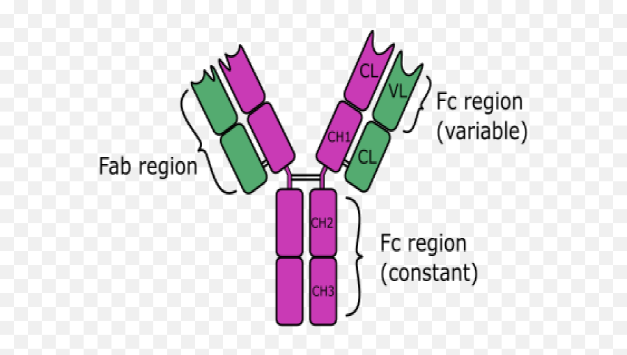Anti - Immunoglobulin D Igd Secondary Antibodies Igd Antibody Png,D&p Icon Memory