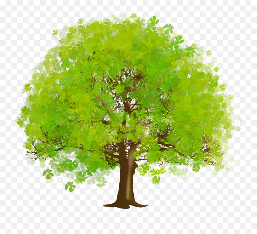 Free Trees Png Image Download Clip Art - Green Tree Clipart Png,Tree Canopy Png