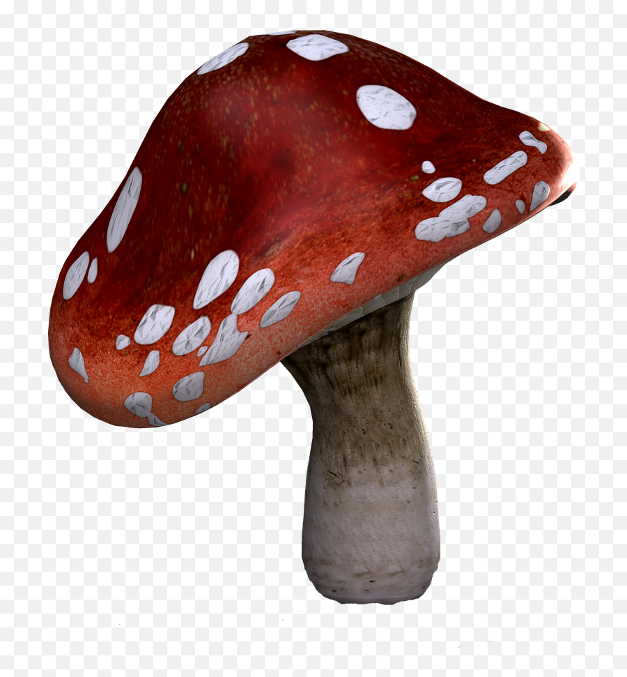 Fly Agaric Mushrooms Fantasy - Free Image On Pixabay Png,Mushroom Png