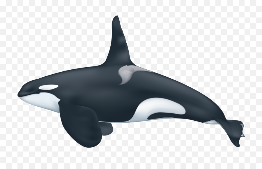 Killer Whale Png - Orca Whale,Orca Png