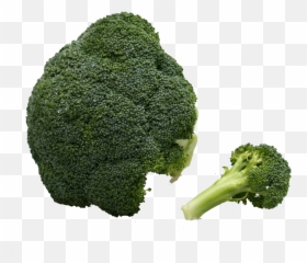 Broccoli Vegetable Immune System - Vegetable Png,Broccoli Transparent